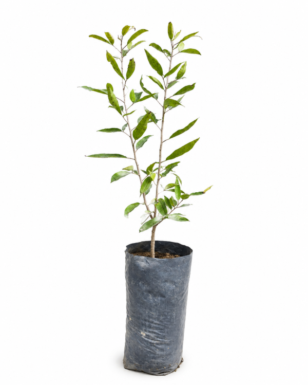 Producto - Molle de Beber - Envase Forestal 3L - Línea Nativas Regenerativas