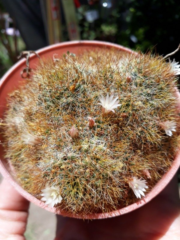 Producto - Mammillaria glochidiata - 1