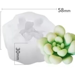 Producto - SUCULENTA 2G3