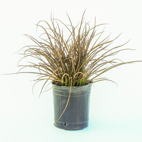 Producto - Phormium Jack Spratt