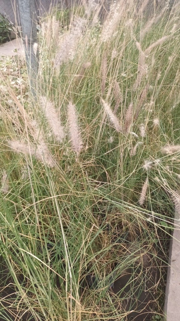Producto - Pennisetum - 7