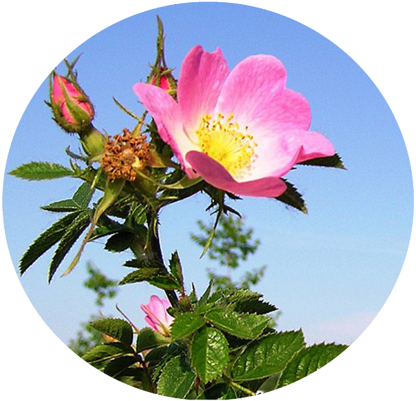 Producto - Rosa Mosqueta