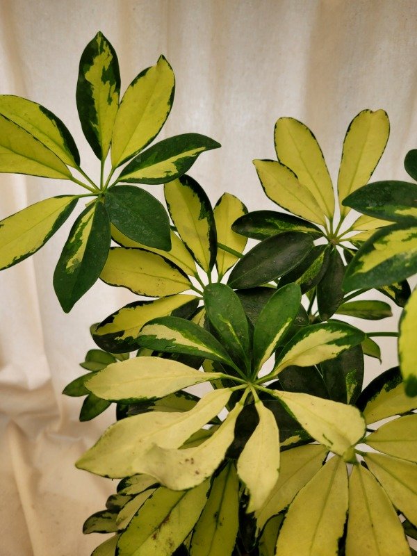 Producto - Polyscia Scutellaria o Aralia
