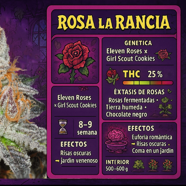 Producto - SEMILLA STICKY FINGERS ROSA LA RANCIA