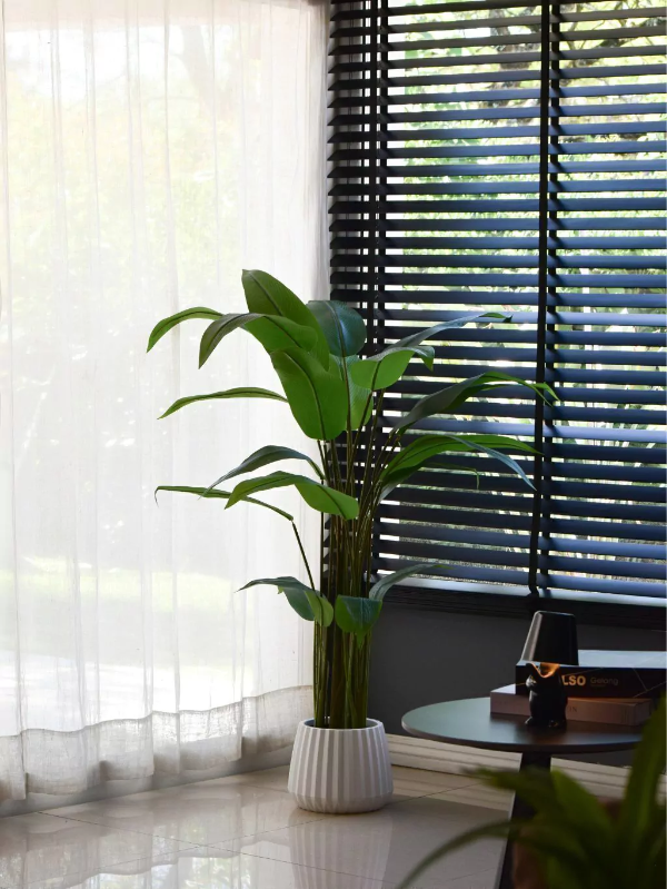 Producto - Planta Strelitzia Reginae