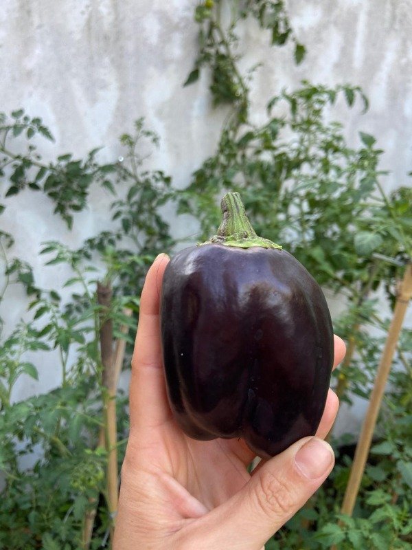 Producto - Semillas Agroecologicas de morron violeta