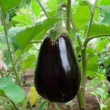 Producto - Berenjena Black Beauty