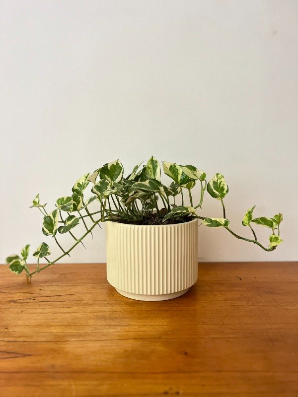 Producto - Potus Joy mediano