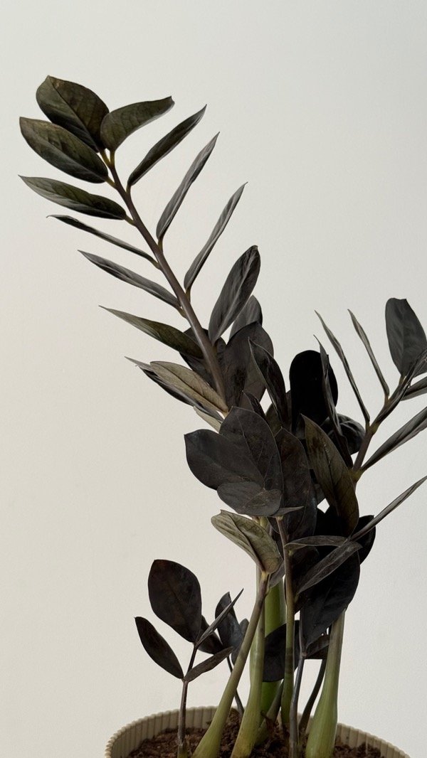 Producto - Zamioculca Raven