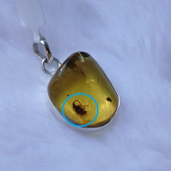Producto - Dije Plata 925 con ámbar mexicano con insecto dentro