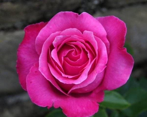 Producto - Caprice de Meilland