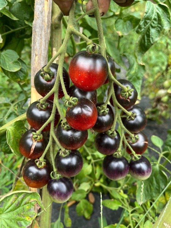 Producto - 150 SEMILLAS DE TOMATE CHERRY INDIGO DROP'S