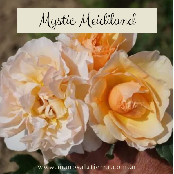 Producto - Rosal Mystic Meidiland