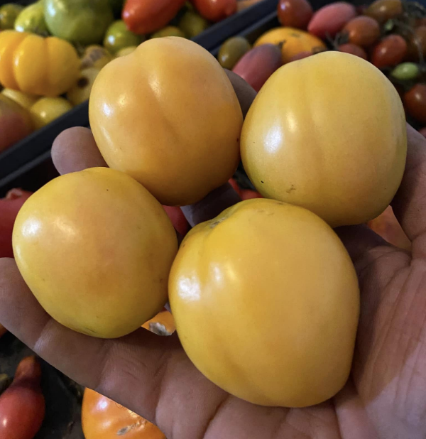 Producto - 150 SEMILLAS DE TOMATE ITALIANO DE COLGAR GIALLO A GRAPPOLI