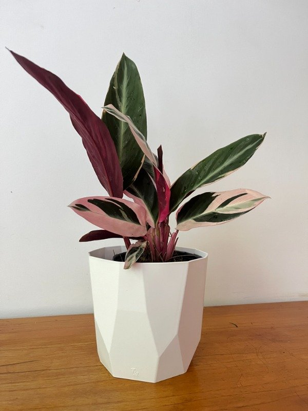 Producto - CALATHEA STRONANTE + MACETA N18/20