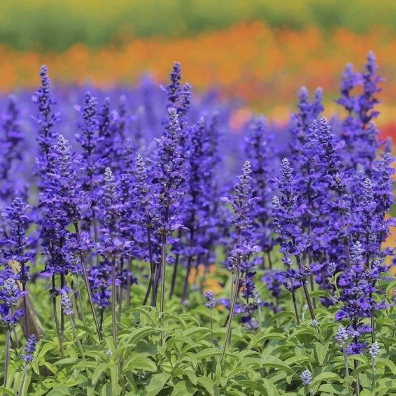 Producto - 30 Semillas de Salvia farinacea Azul vibrante! - 3