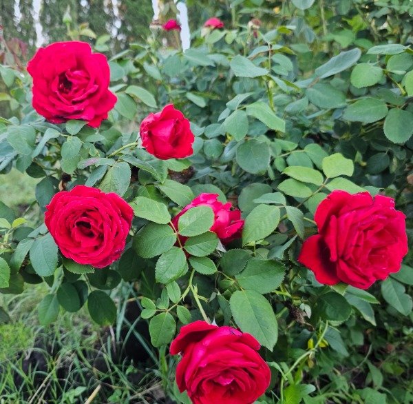 Producto - Rouge de Meilland