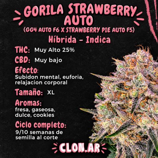 Producto - SEMILLA CLONAR GORILA STRAWBERRY