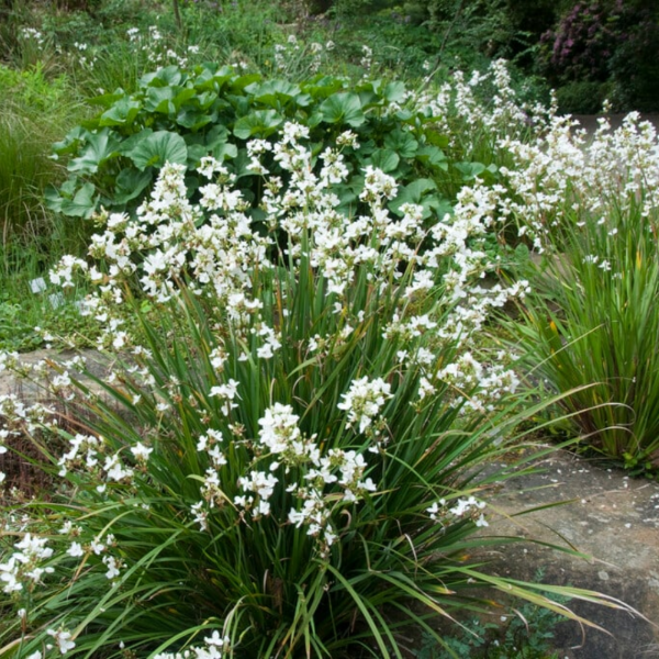 Producto - Libertia chilensis