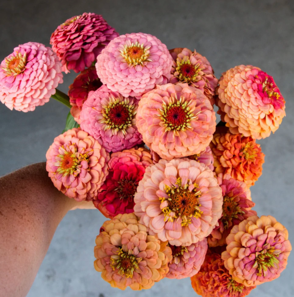 Producto - Zinnia Elegans Oklahoma Salmon - 2