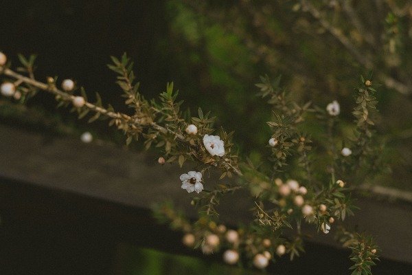 Producto - Flores 3