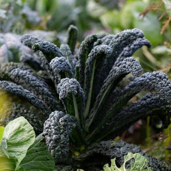 Producto - Plantines agroecologicos de kale toscano