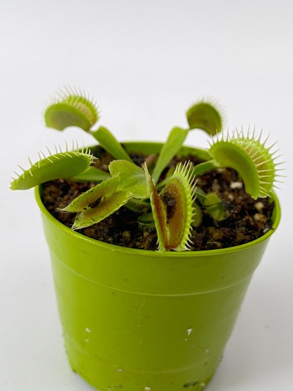 Producto - Venus ATRAPAMOSCAS en maceta N6