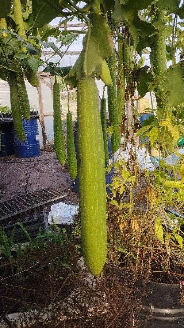 Producto - Luffa xxl
