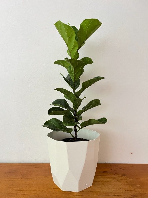 Producto - PANDURATA BAMBINO + MACETA N24/25