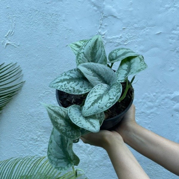 Producto - Potus Silver b18