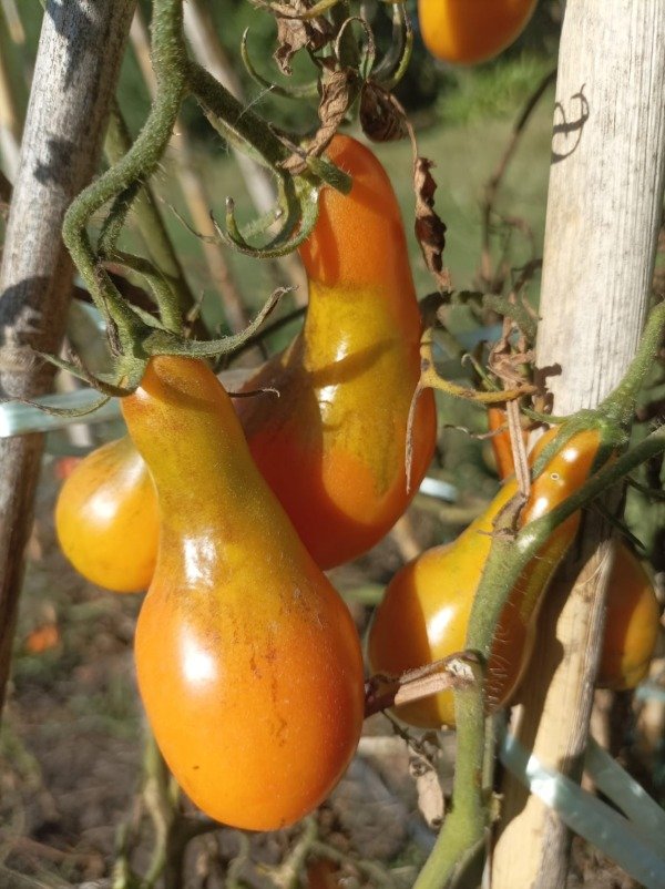 Producto - Tomate Mila - 0