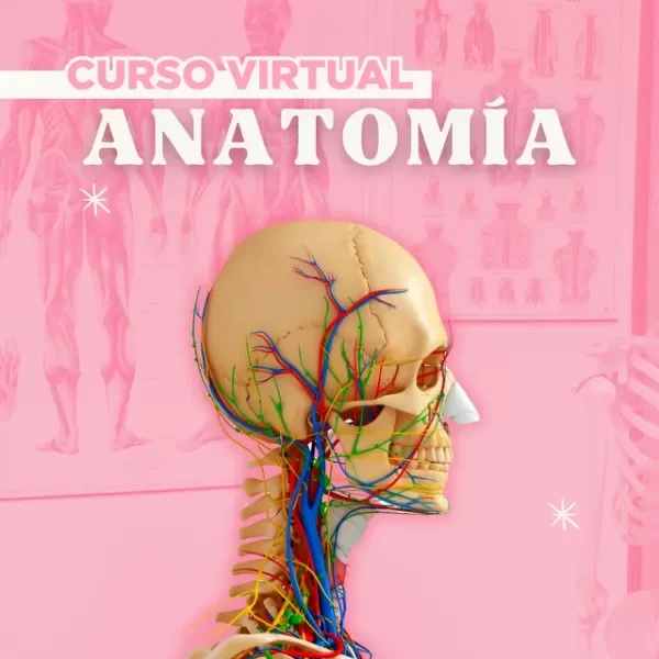 Producto - Anatomía COMPLETO
