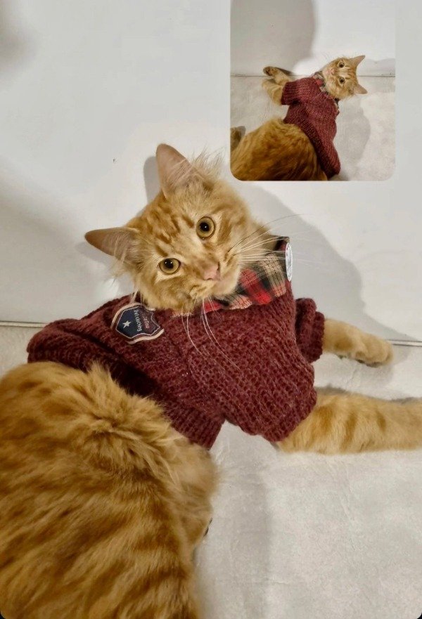Producto - Sweater con Camisa