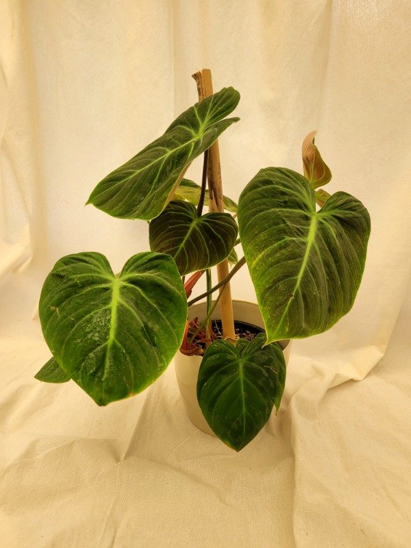 Producto - Philodendron Melanochrysum o Terciopelo Negro (tamaño chico)