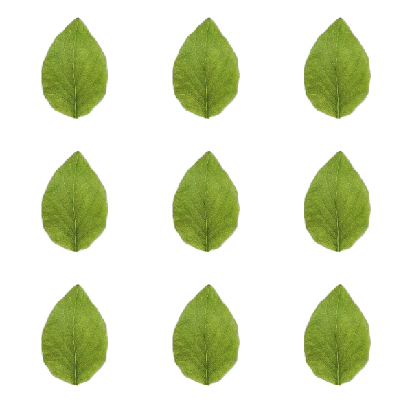 Producto - Hojas verde 4cm comestibles pack x12un