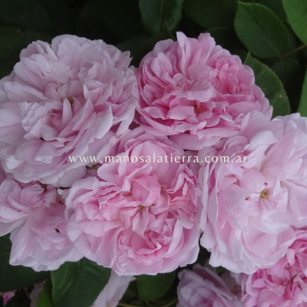 Producto - Rosal Fantin Latour - 5