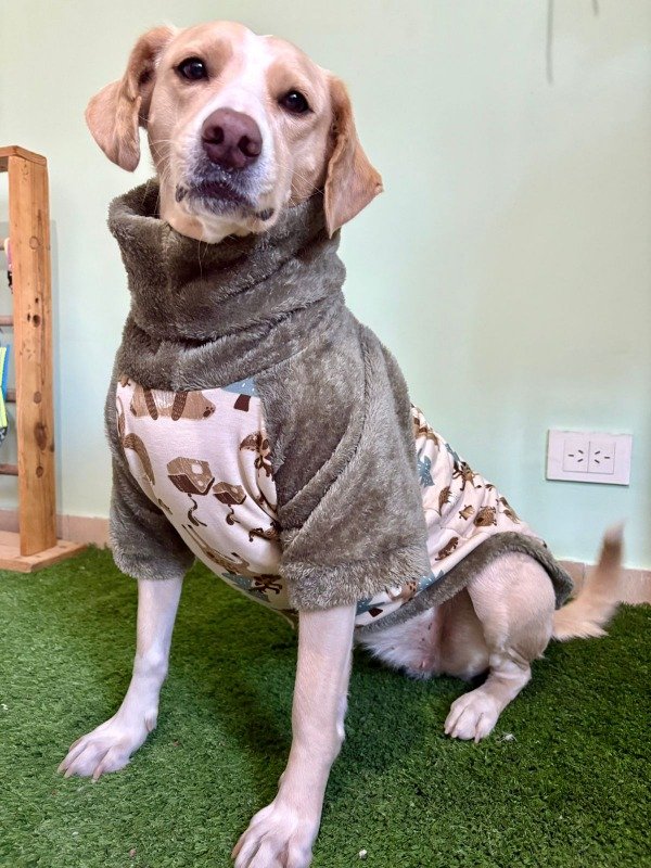 Producto - Poleron Estampado para Perros Grandes