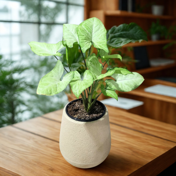 Producto - Syngonium + maceta Mate rotomoldeada beige