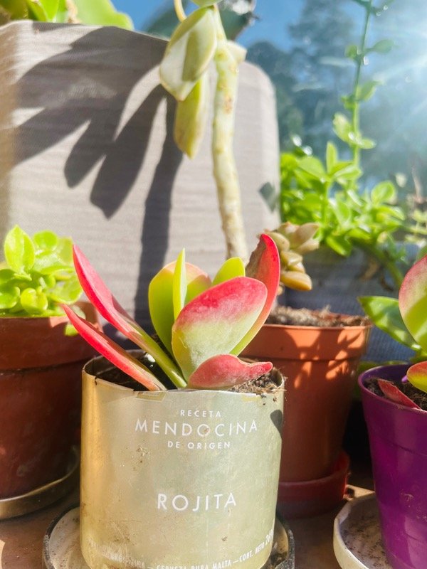 Producto - Suculenta mini en lata dorada