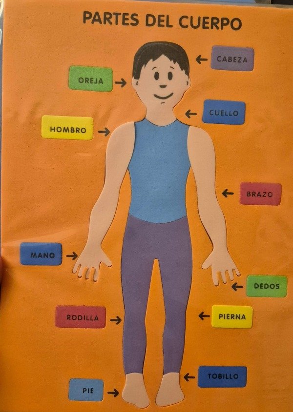 Producto - Cuerpo Humano Masculino