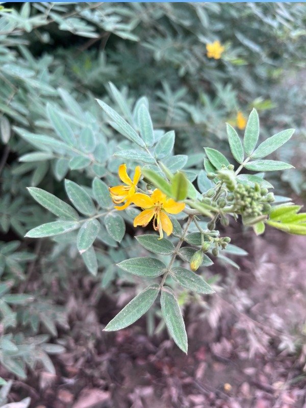Producto - SEN DE BURRO (Senna morongii)