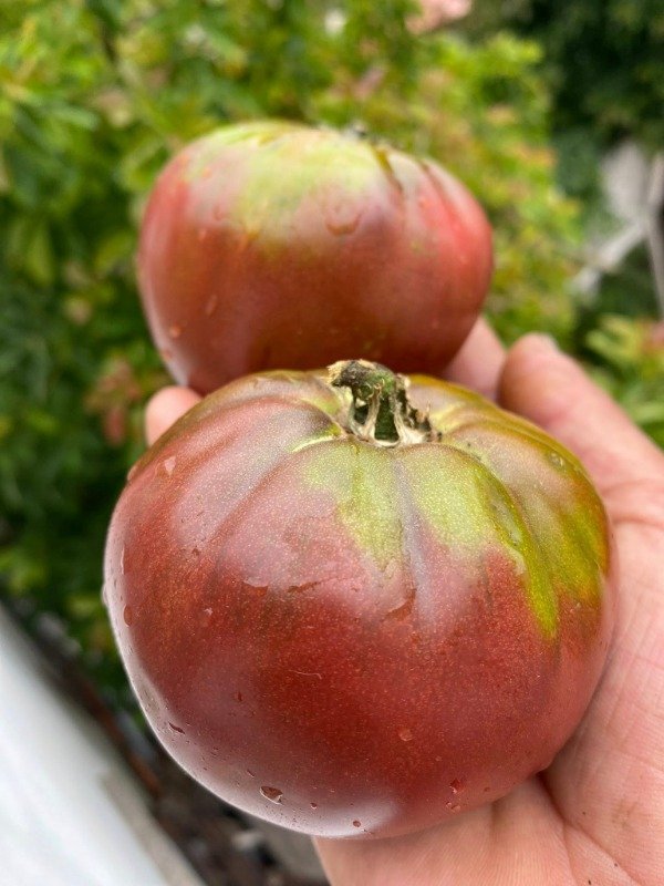Producto - SEMILLAS DE TOMATE VINNAYA BHUKTA