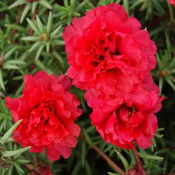 Producto - Semillas De Rosa De Musgo Portulaca Grandiflora Rojo - 2