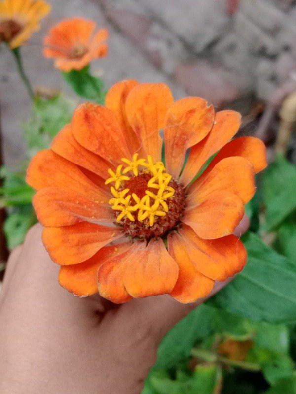 Producto - Semillas de Zinnias Mix - 4