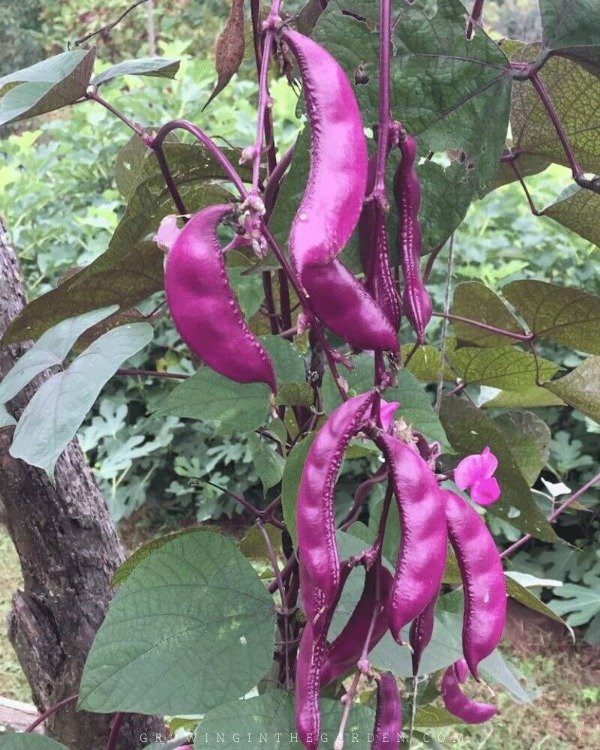 Producto - SEMILLAS DE CHAUCHA CHATA MORADA JAPONESA PLANTA TREPADORA