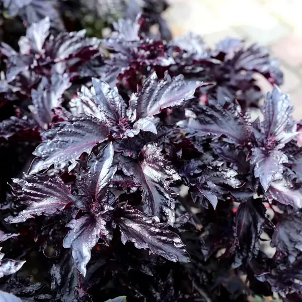Producto - SEMILLAS DE ALBAHACA PURPLE RUFFLES HOJAS MORADAS BELLISIMAS Y FRAGANTES