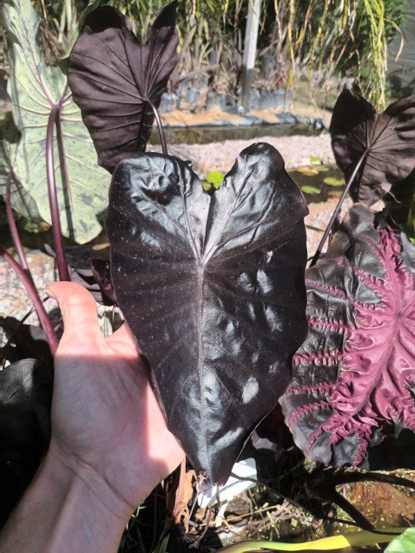 Producto - Colocasia Black Coral