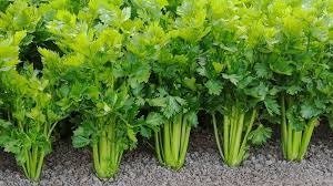 Producto - Apio Verde (100 semillas)