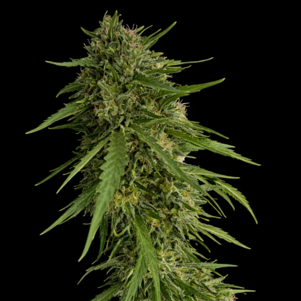 Producto - SECRETFILE SOUR NANA X FPO (TROPICAL)