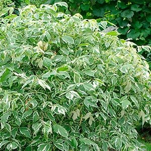 Producto - Acer negundo variegata 'Alba'